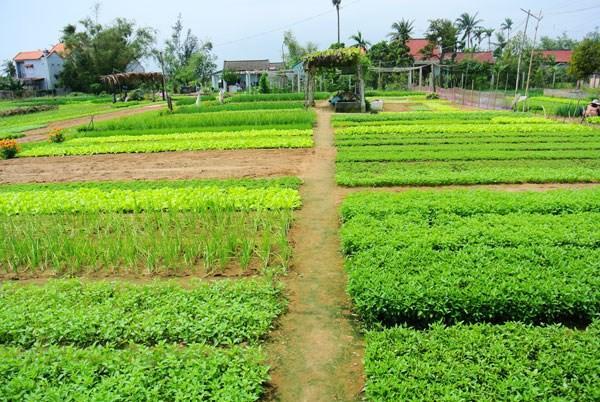Green House Homestay 호이안 외부 사진