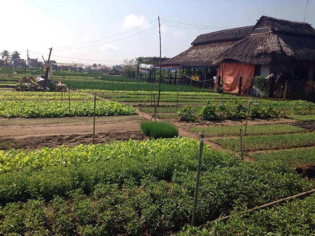 Green House Homestay 호이안 외부 사진